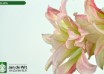 hippeastrum Aphrodite (3)